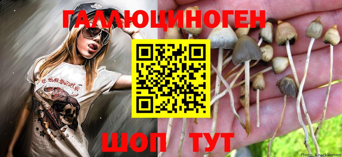 Нововоронеж  Галлюциногенные грибы Psilocybine cubensis  наркота  Вход с VPN 